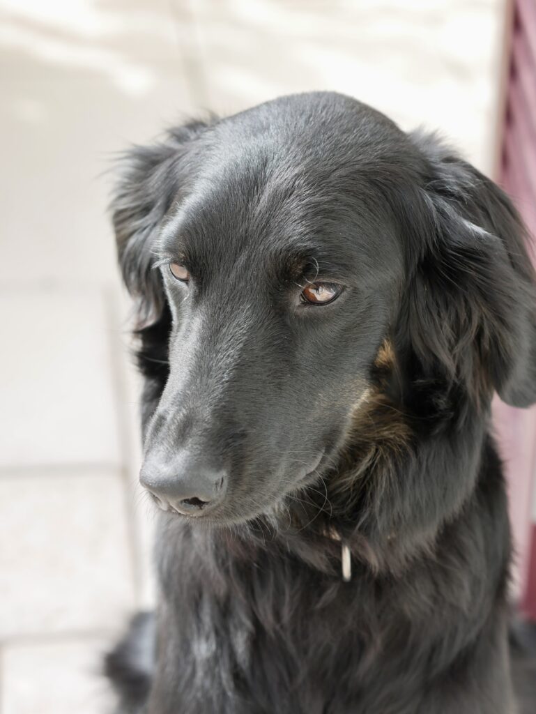 Chien mascotte de la boutique Collection 7. Accueil câlin et ambiance conviviale en Valais.